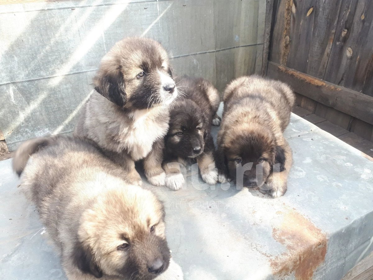 Щенки кавказской овчарки с ушами 1 месяц