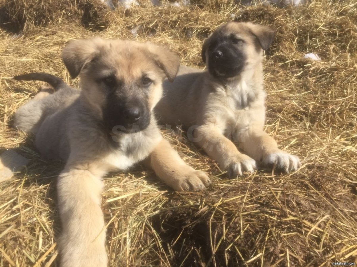 Смесь алабая и кавказской овчарки