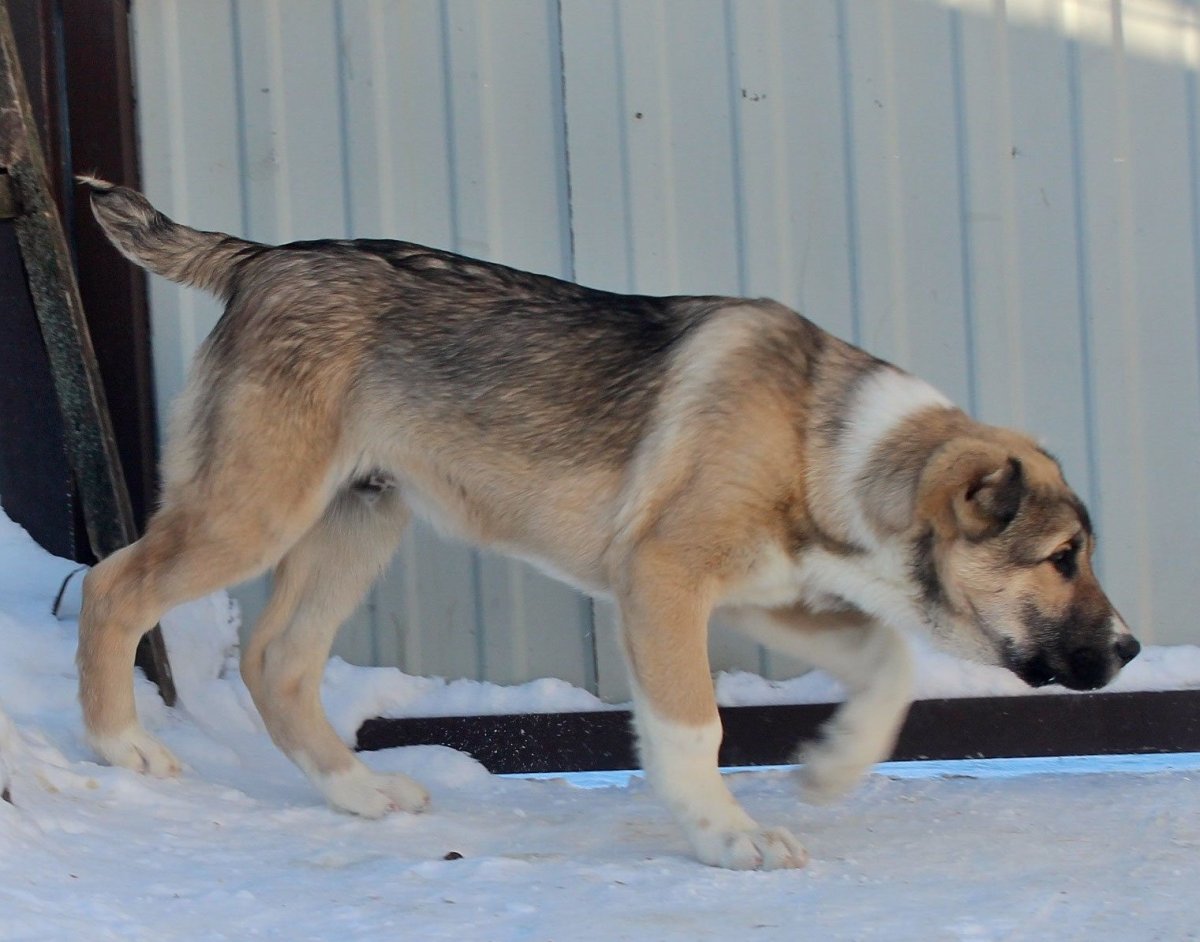 Питомник тру Эмбер Воронеж