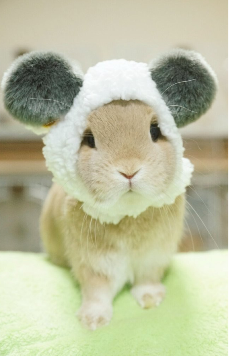 Милые животные в шапочках