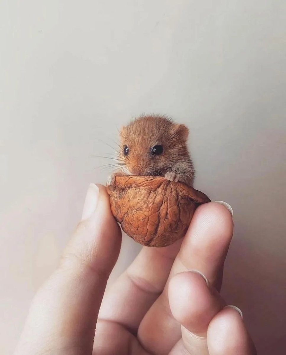 Орешниковая Соня