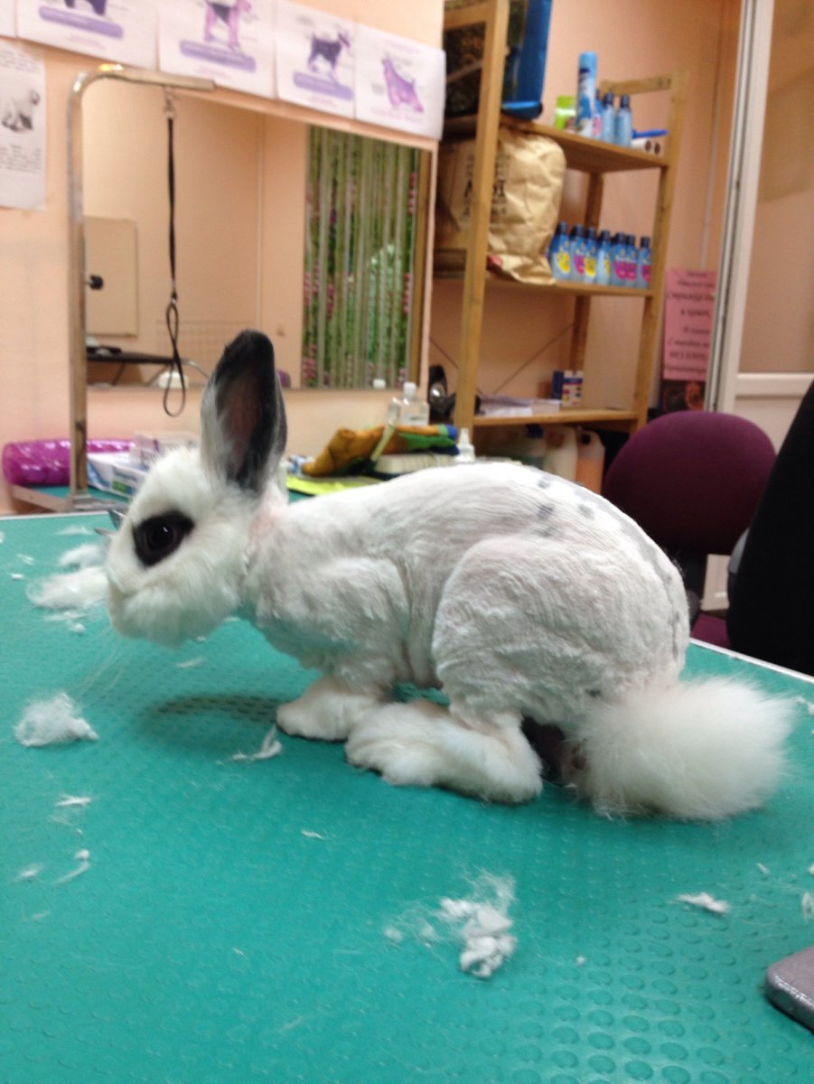 Ангорский кролик стрижка