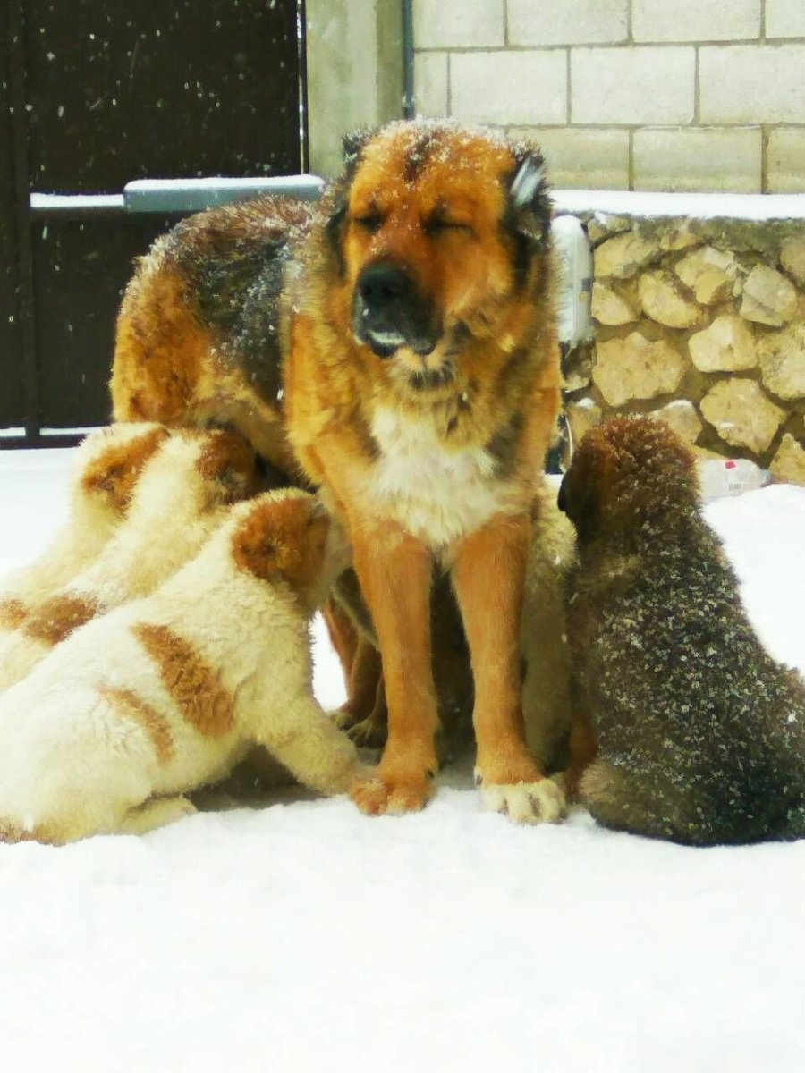 Афганский алабай