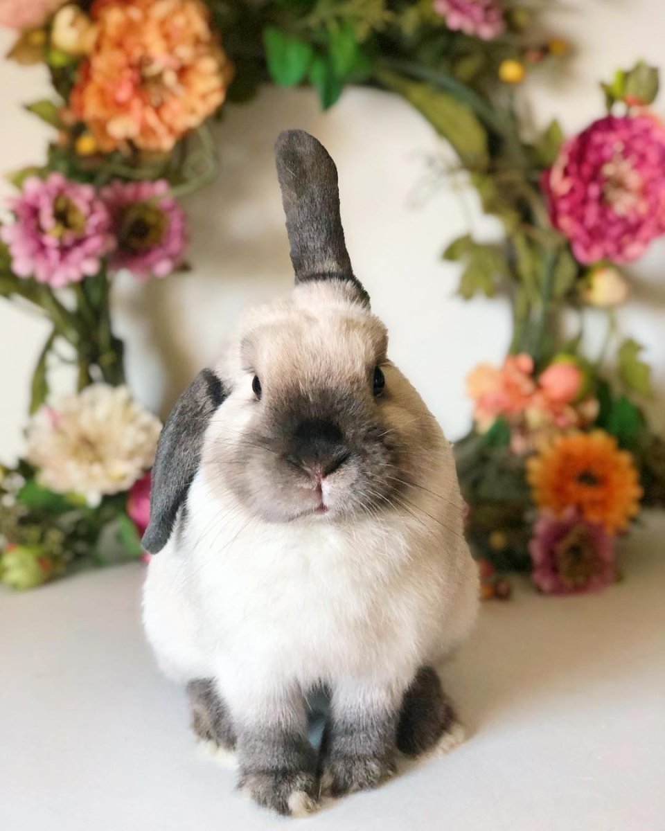 Декоративный кролик