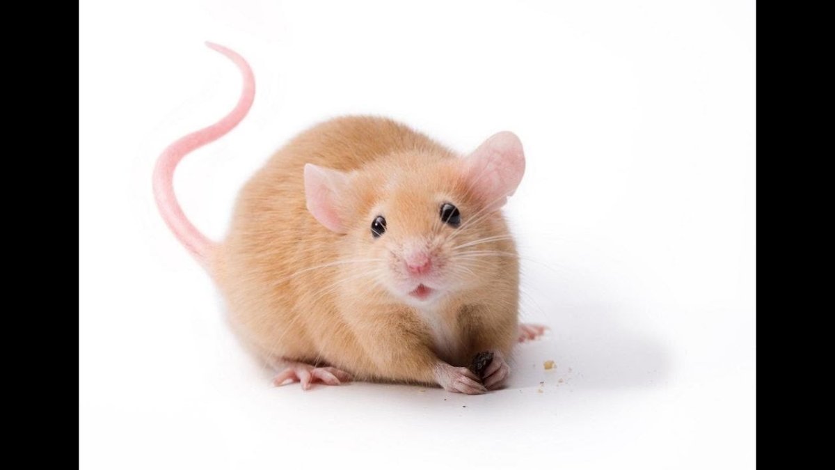 Персиковая мышь