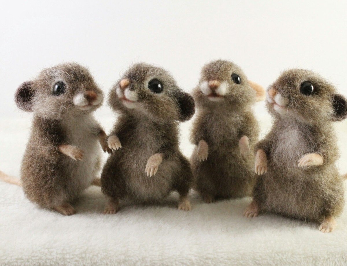 Мохнатые Детеныши грызунов