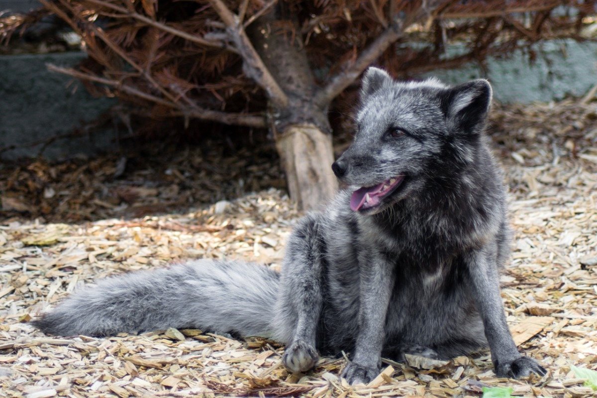 Енот полоскун шубы