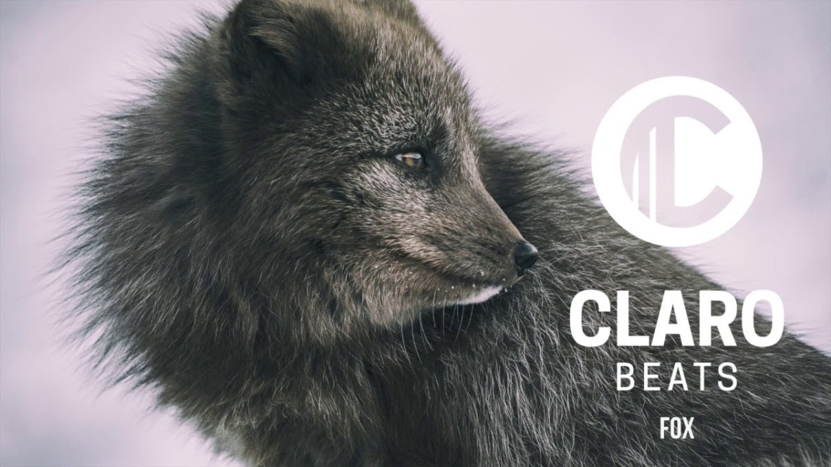 Шкурки песца дикого