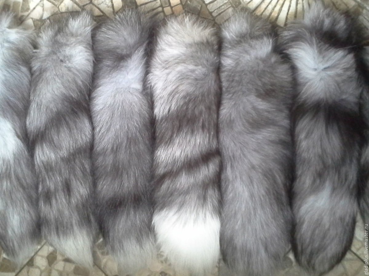 Финская лиса блюфрост