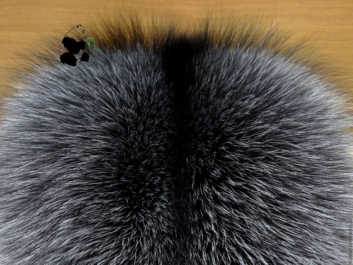 Песец зевает