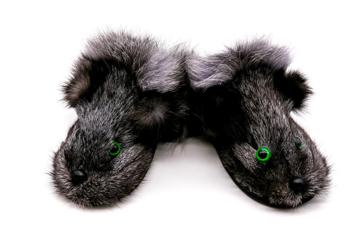 Командорский голубой песец