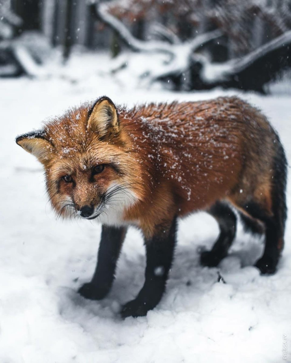 Голубая норка животное