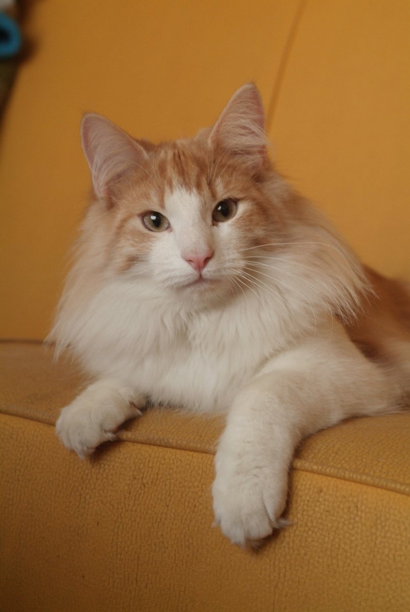 Турецкая ангорская кошка рыжая