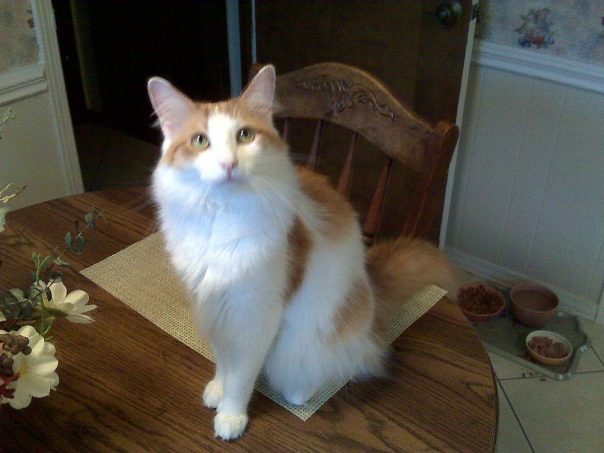 Рыжий турецкий ангорский кот