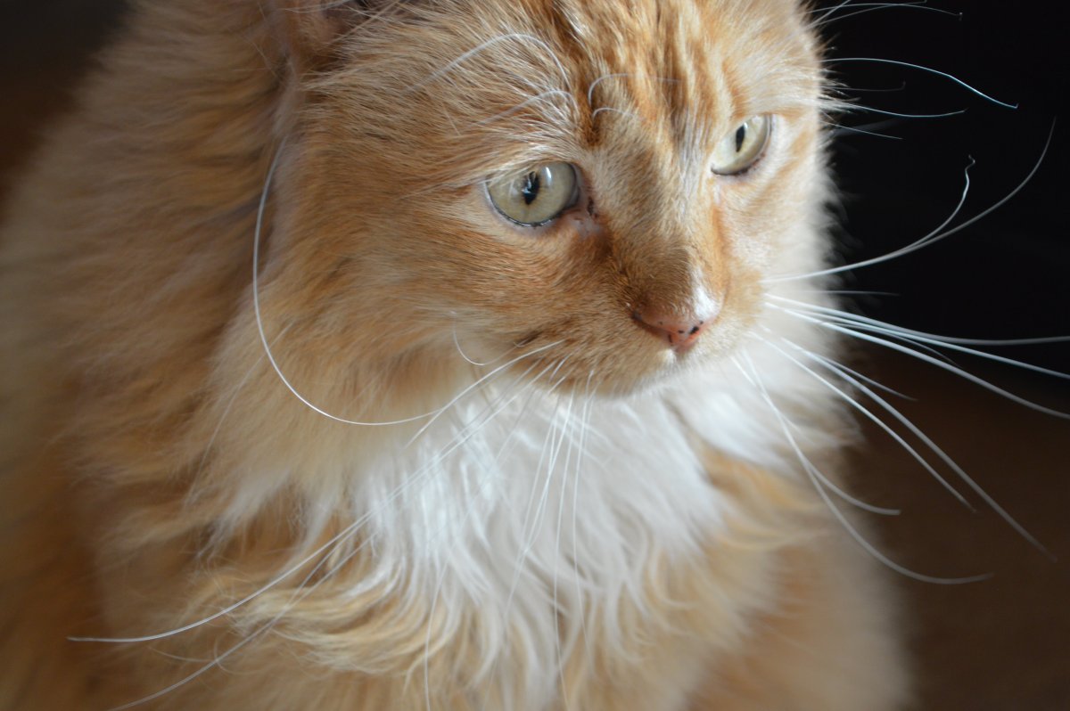 Ангорский кот рыжий