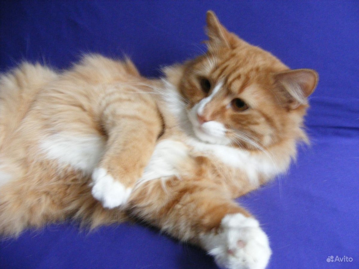 Ангорская Сибирская кошка рыжая