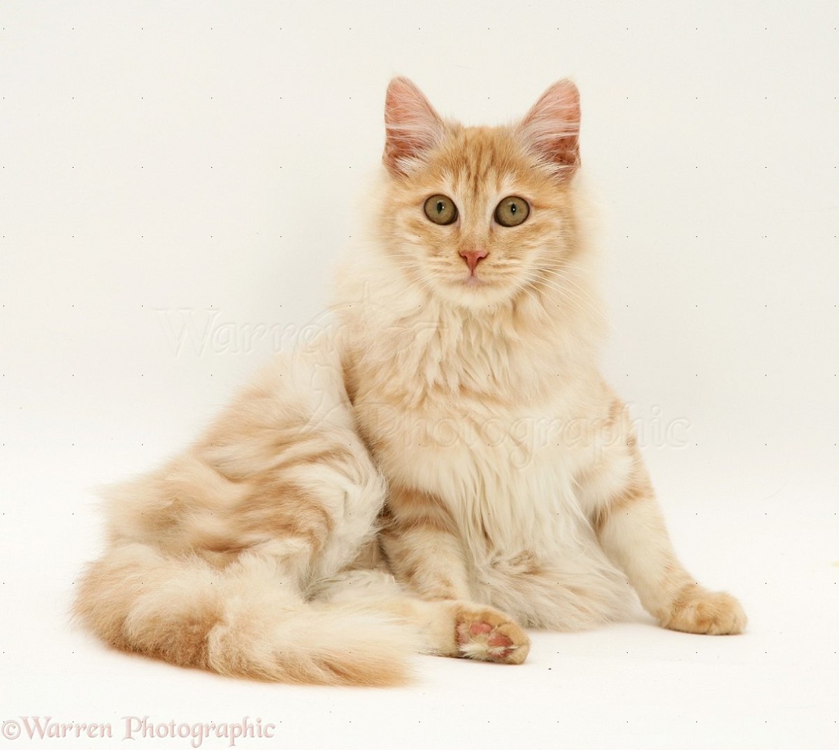 Турецкая ангора кремовая