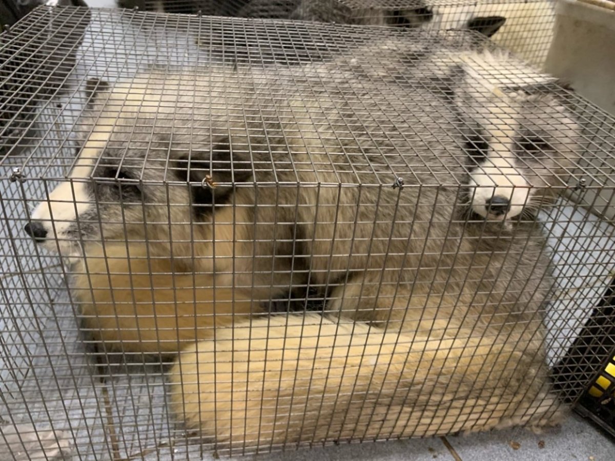 Шапка из блюфроста что это такое