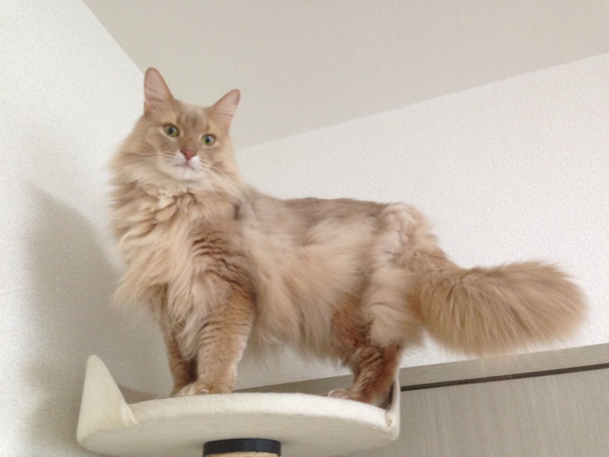 Турецкая ангора персиковый окрас