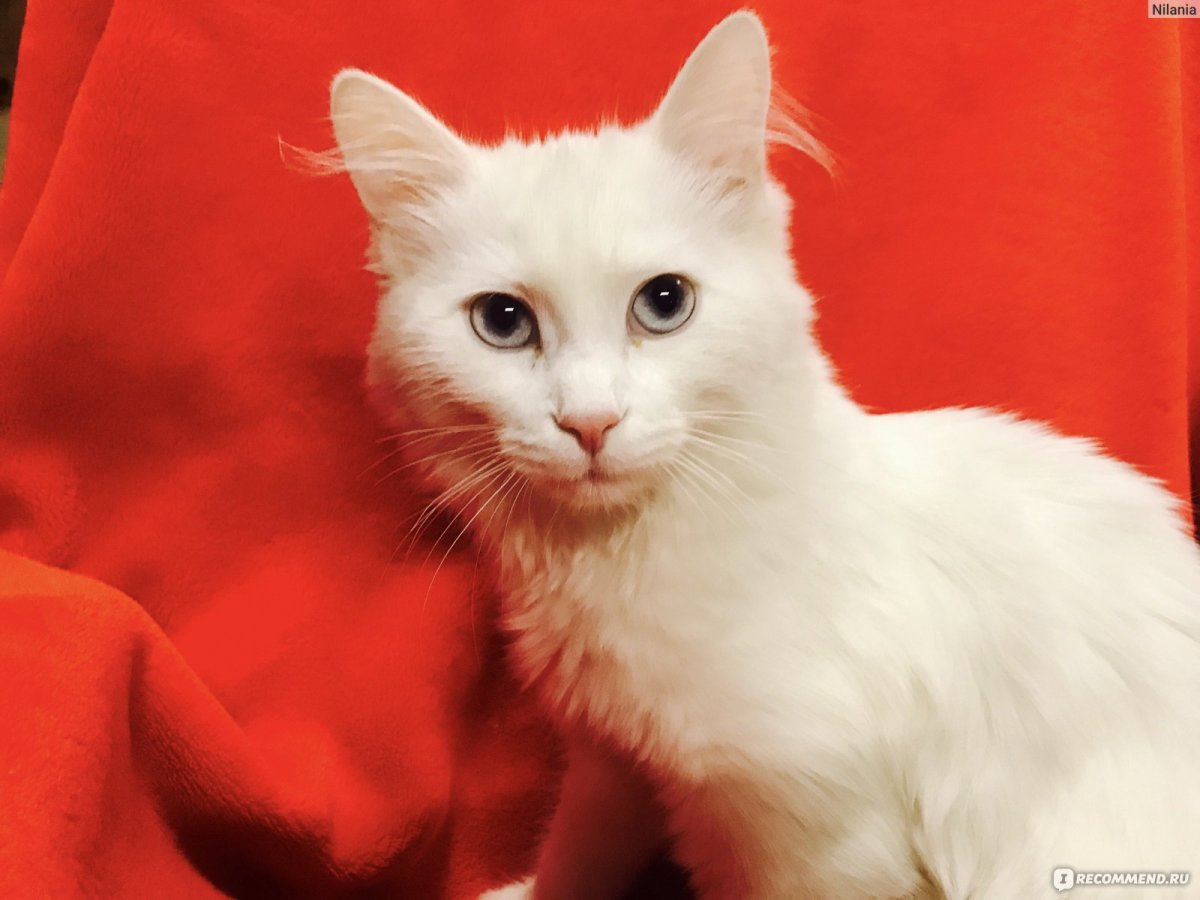 Турецкая ангора