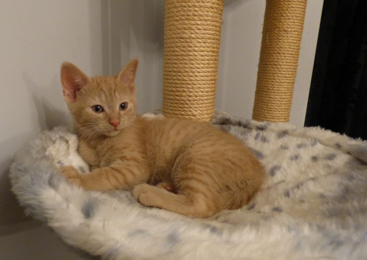 Турецкая ангора рыжая