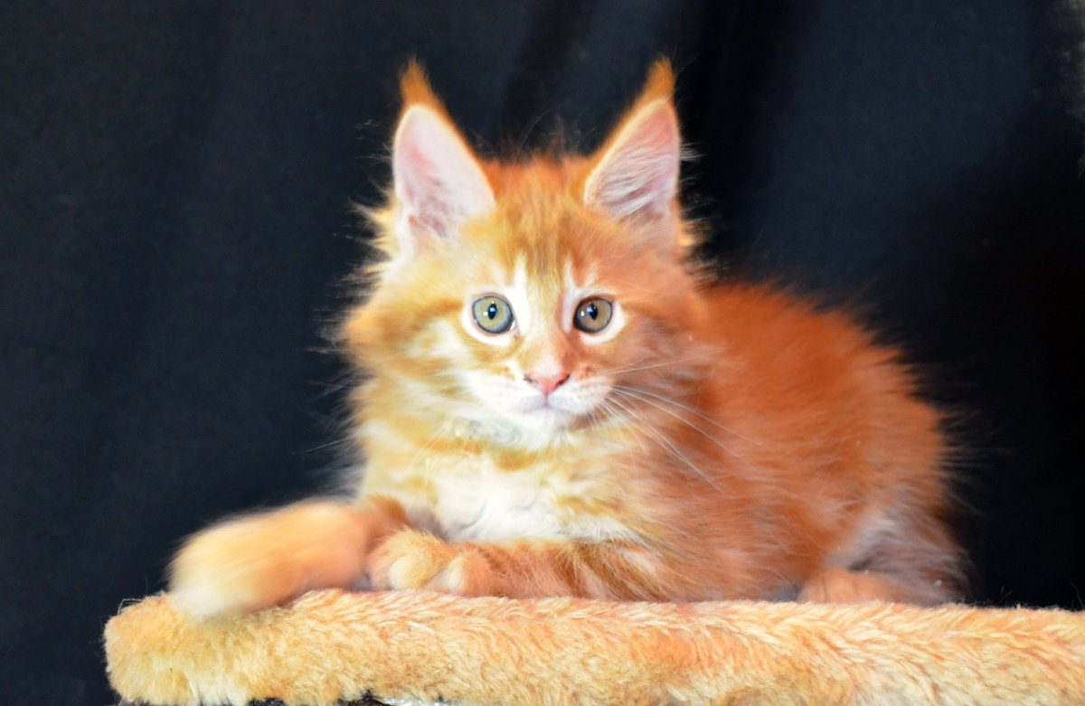 Турецкая ангора рыжая