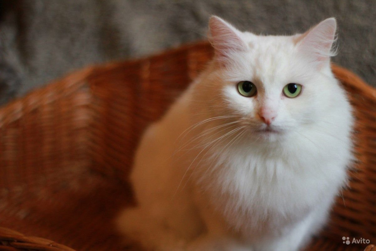 Табби кошка рыжая