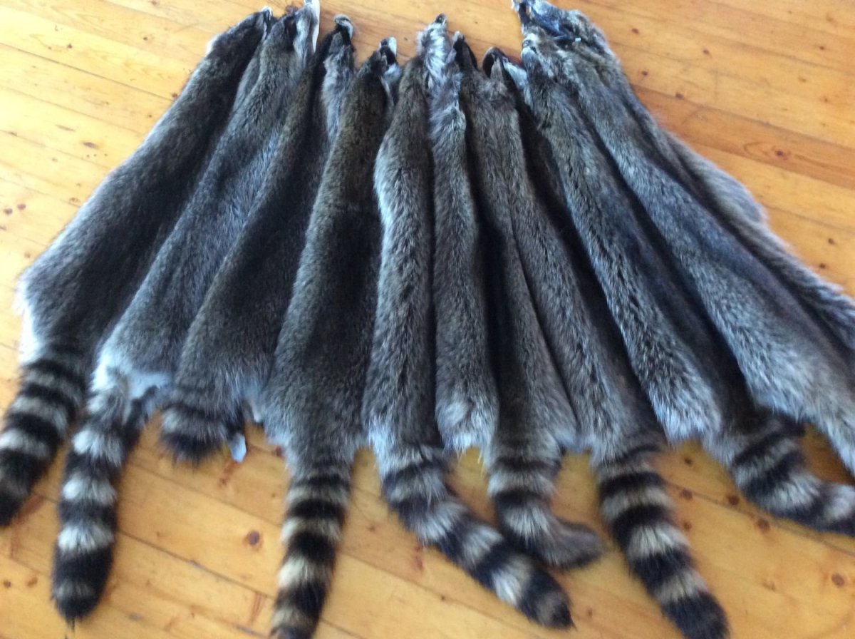 Звероферма выращивает черно-бурых лисиц и песцов