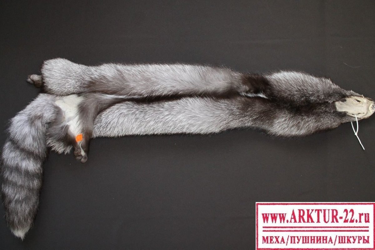 Блюфрост животное в природе