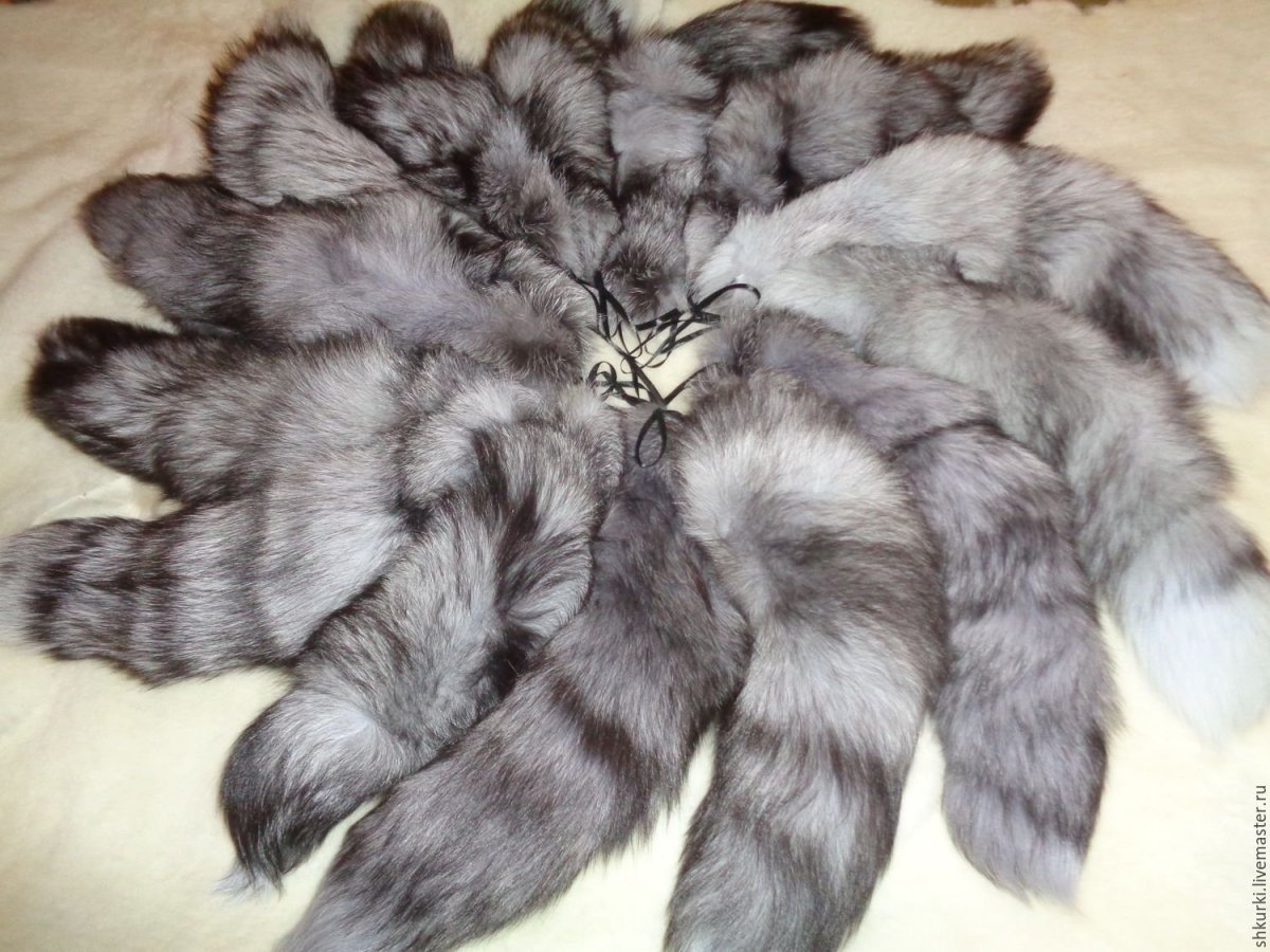 Чернобурая лисица