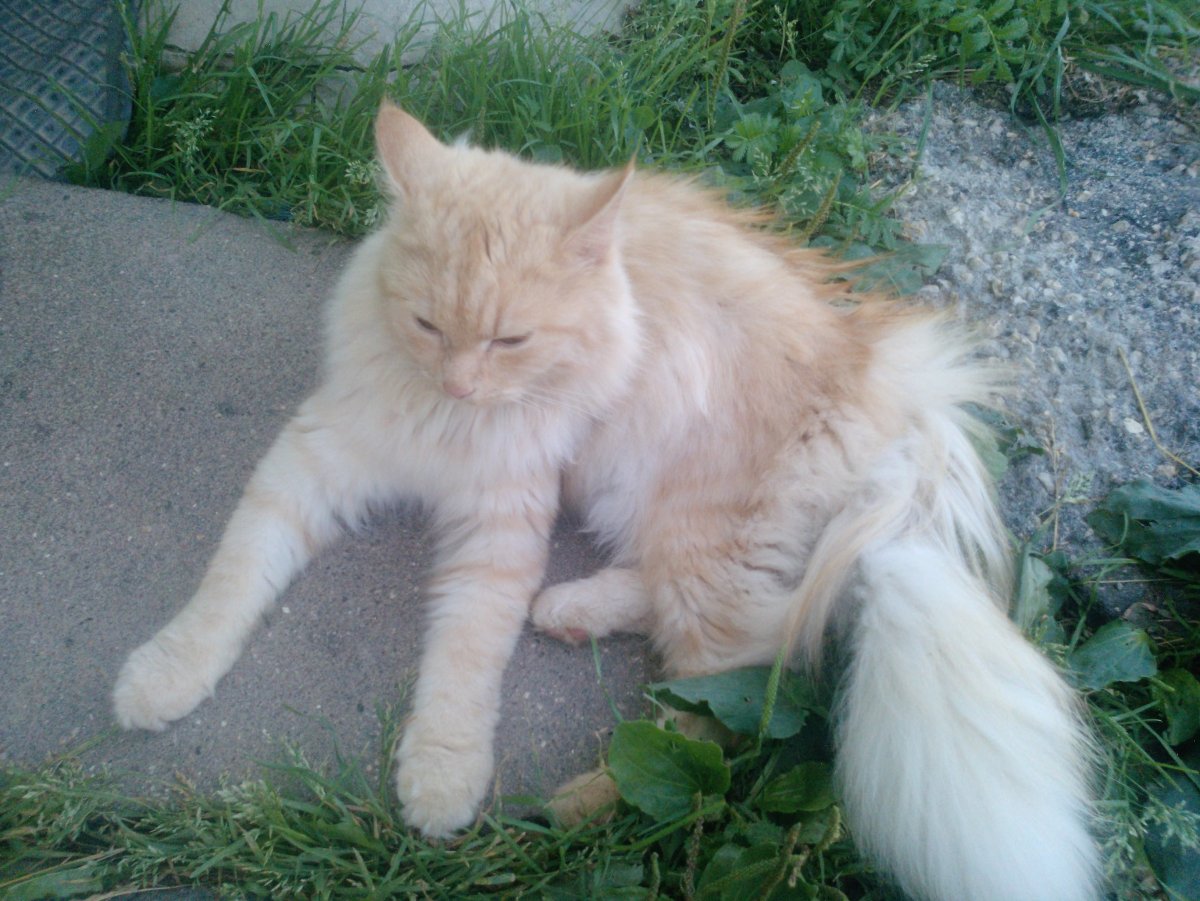 Турецкая ангора кот рыжий