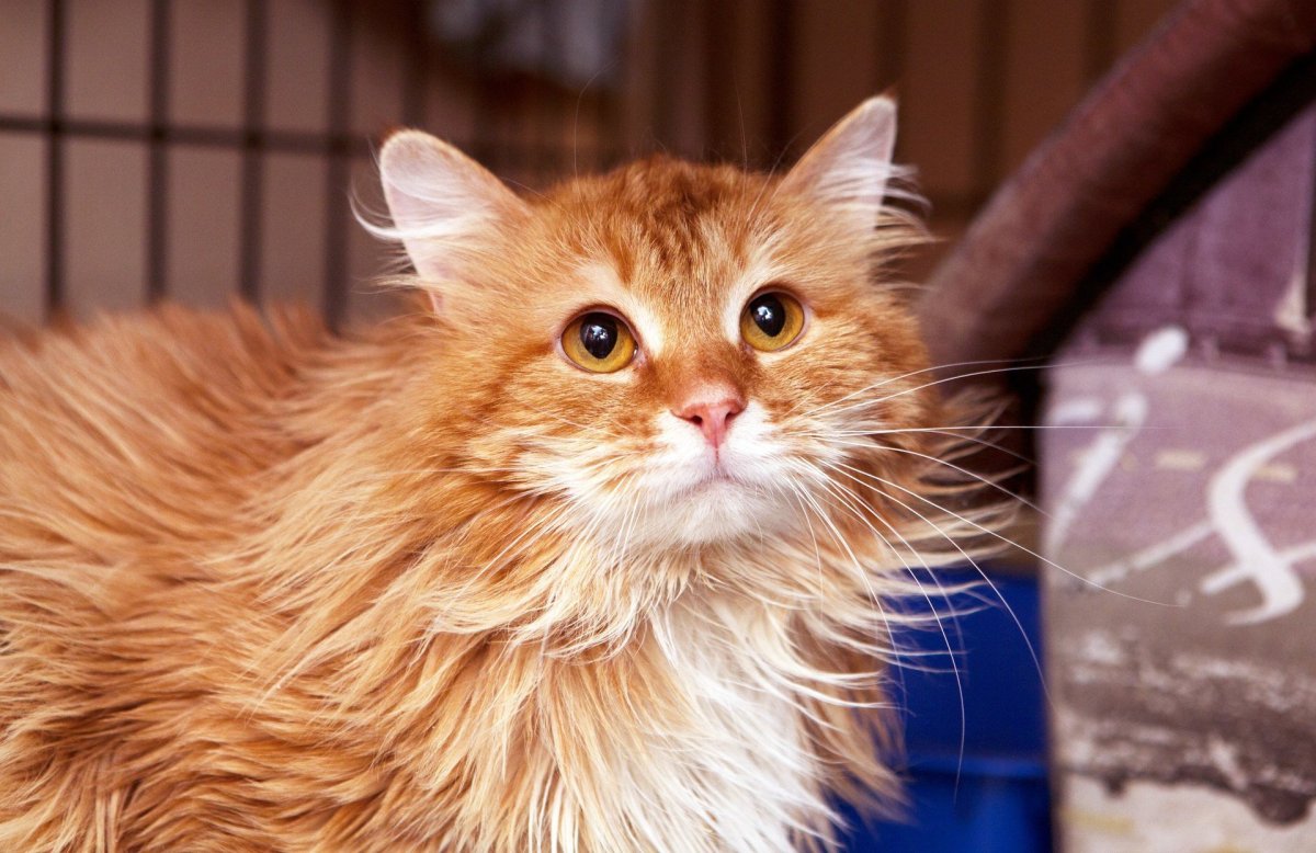 Европейская длинношерстная кошка рыжая