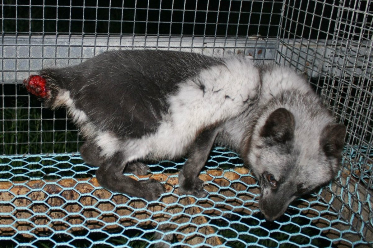 Меховой кожа белый мужская