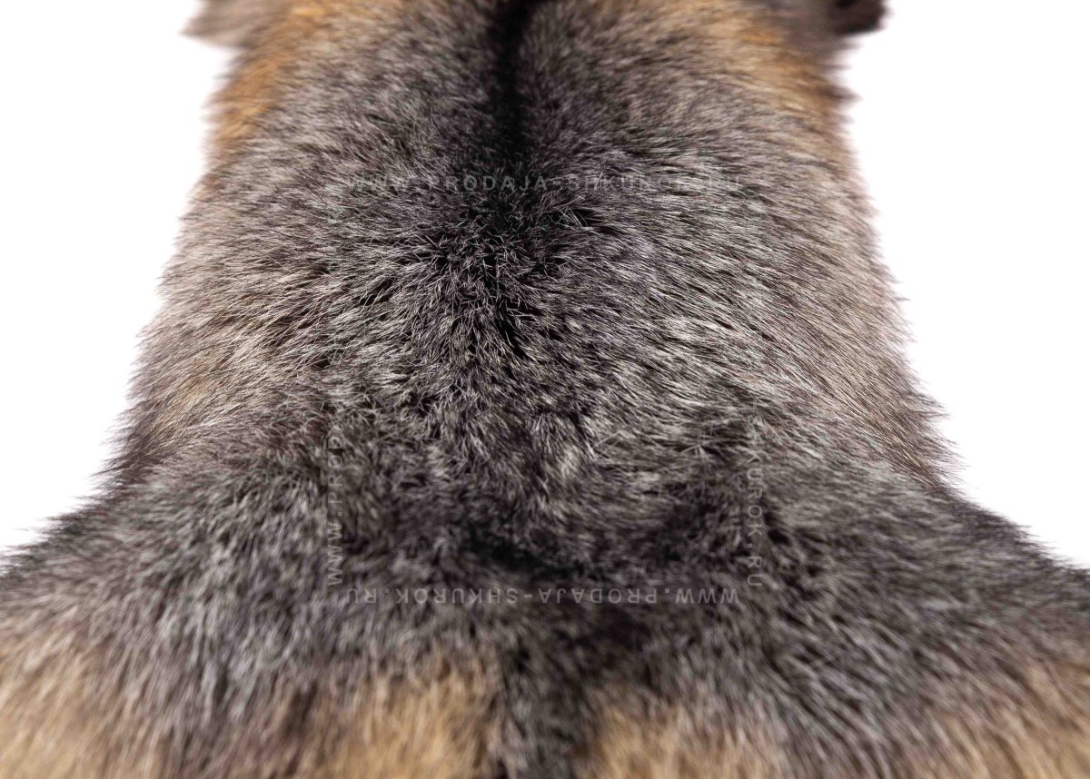 Енот-полоскун в спячке