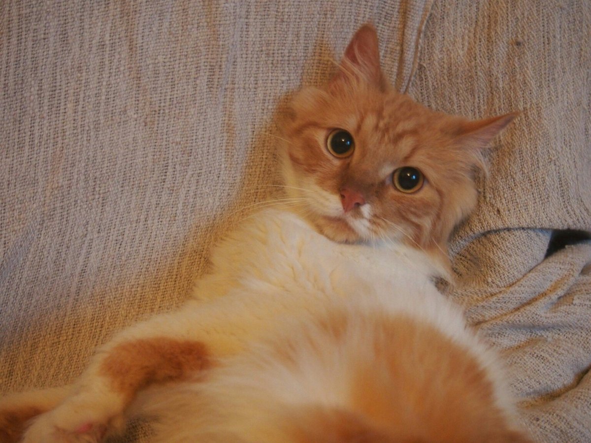 Ангорская Сибирская кошка рыжая