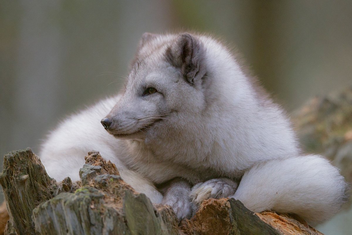 Блюфрост зверь