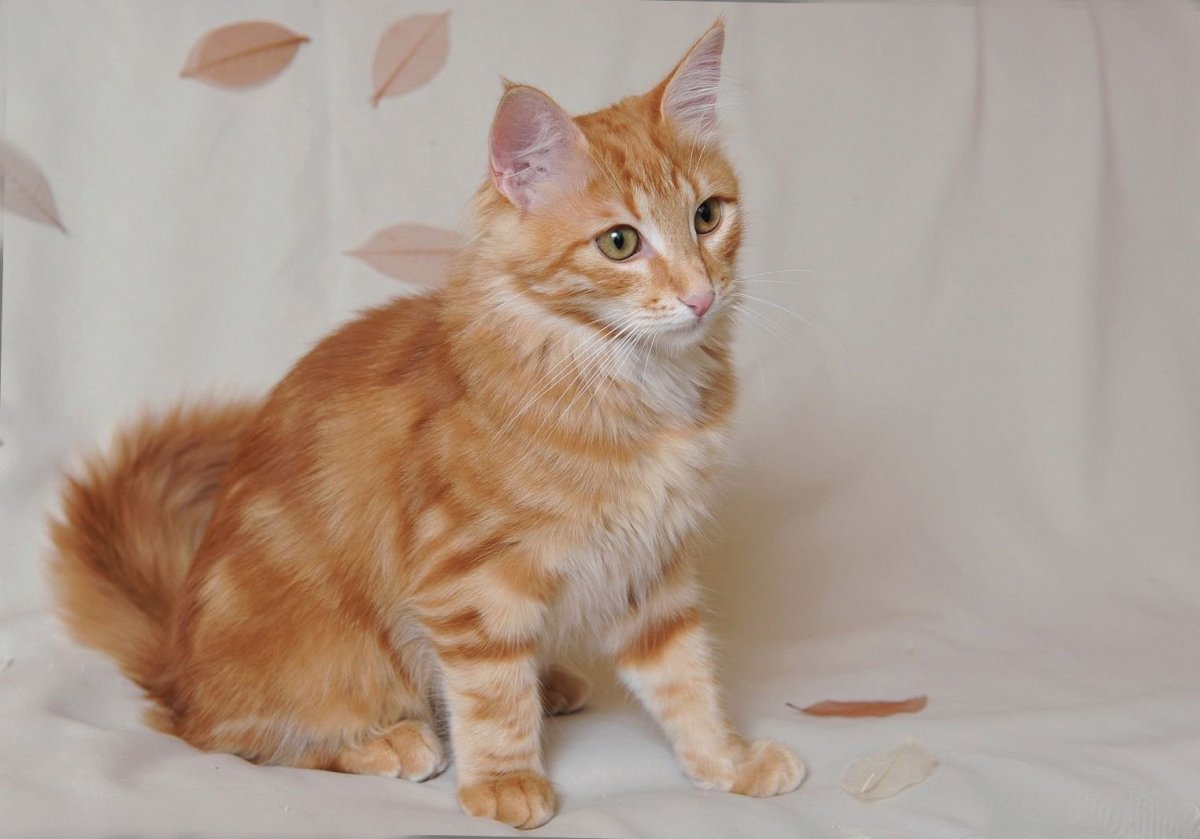 Турецкая ангорская кошка рыжая