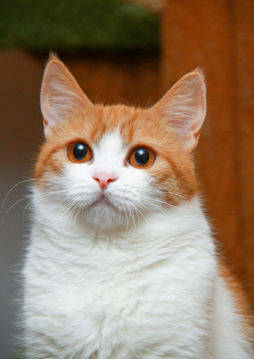 Рыжий турецкий ангорский кот