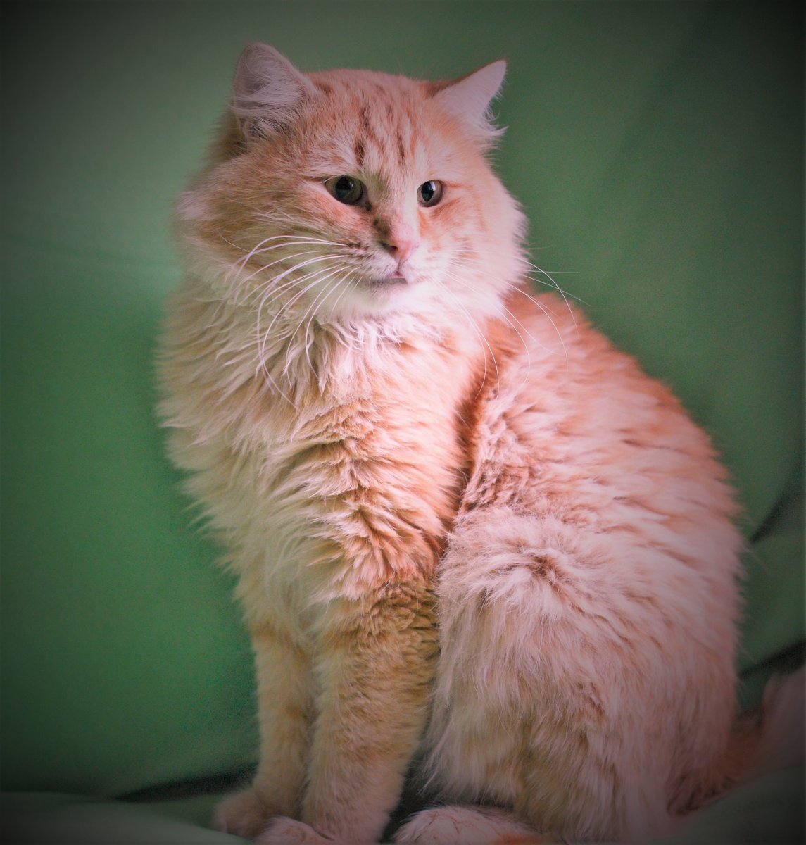 Персиковая турецкая ангорская кошка