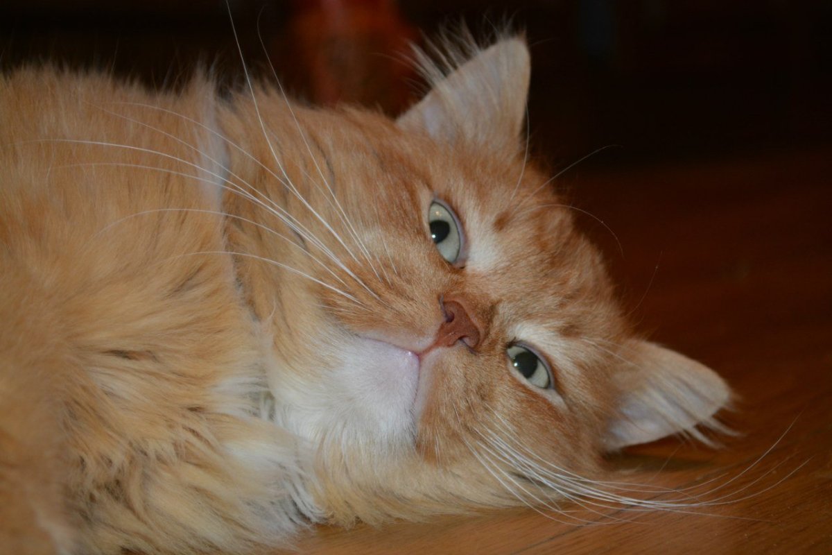 Ангорский кот рыжий