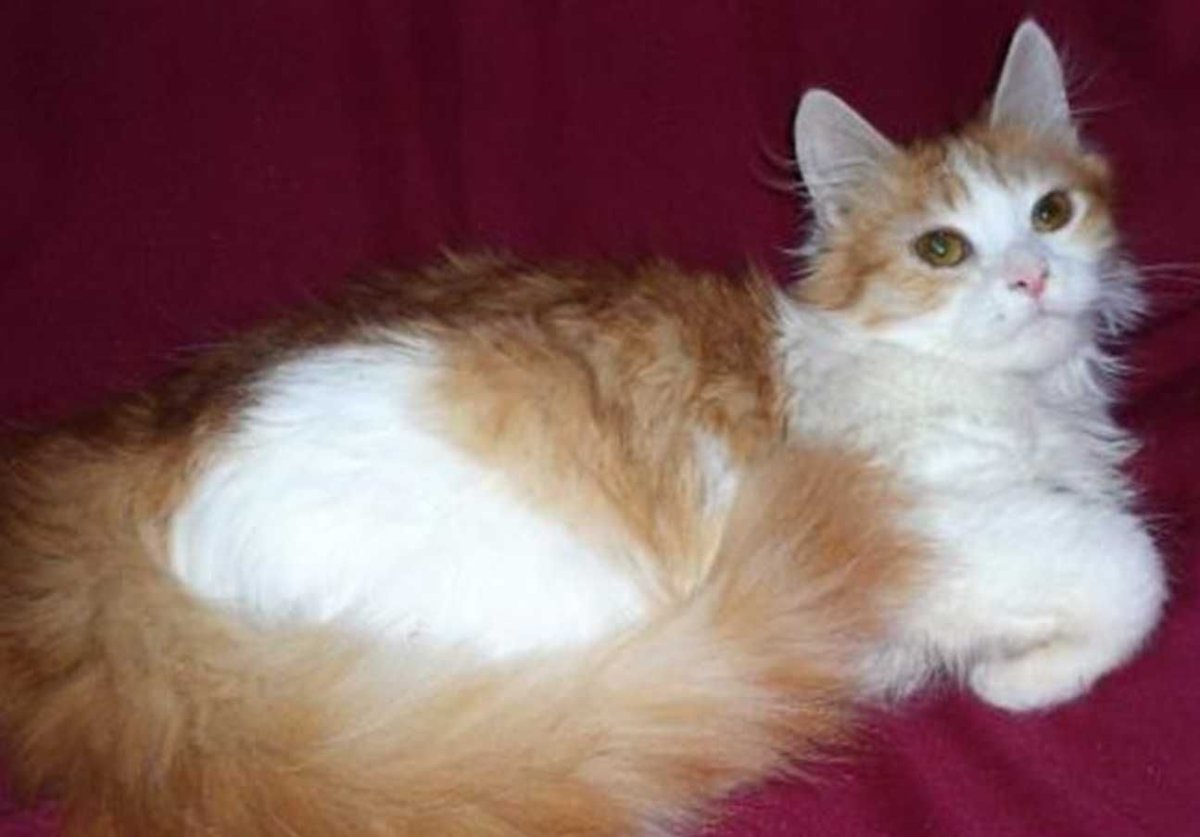 Ангорская кошка рыжая с белым