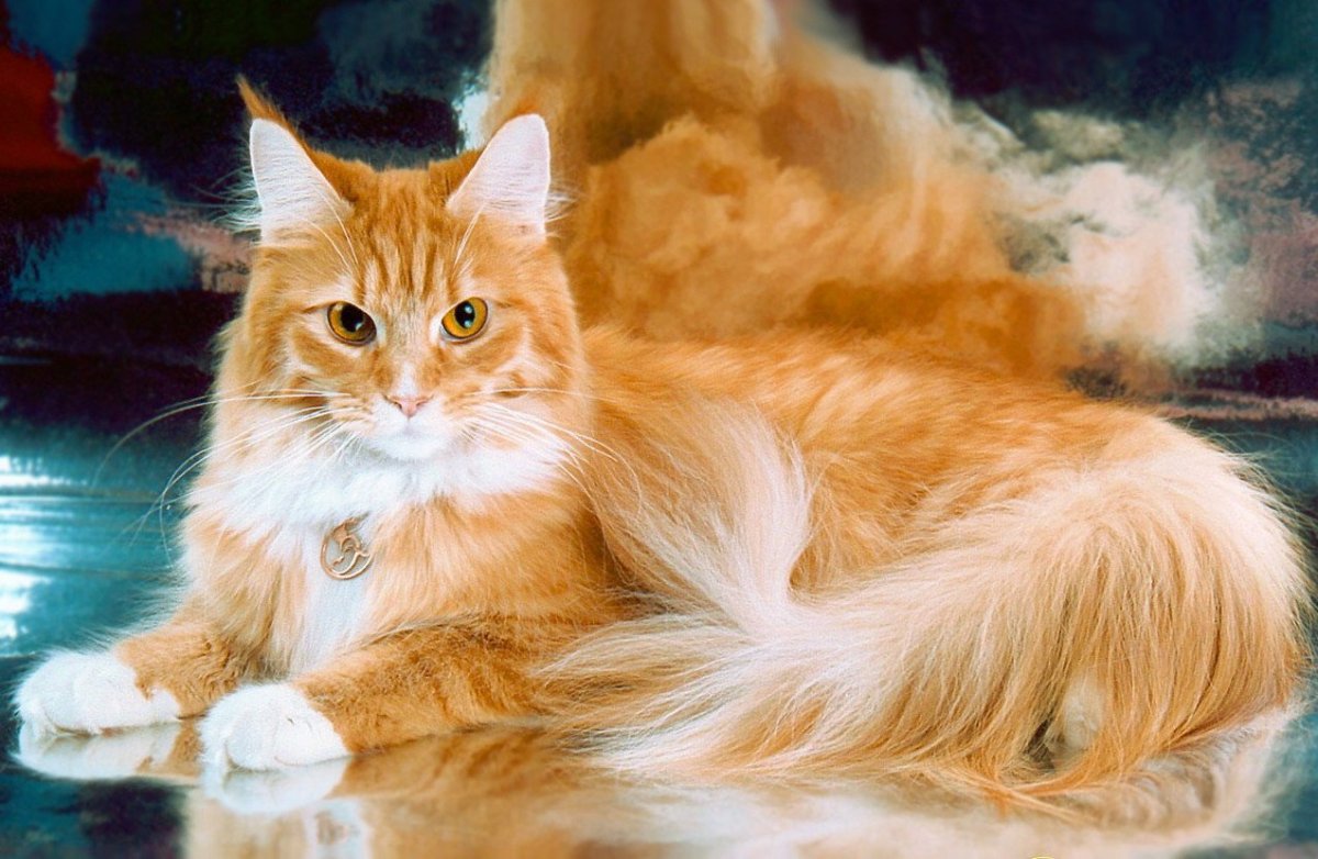 Сибирский Мейн кун рыжий