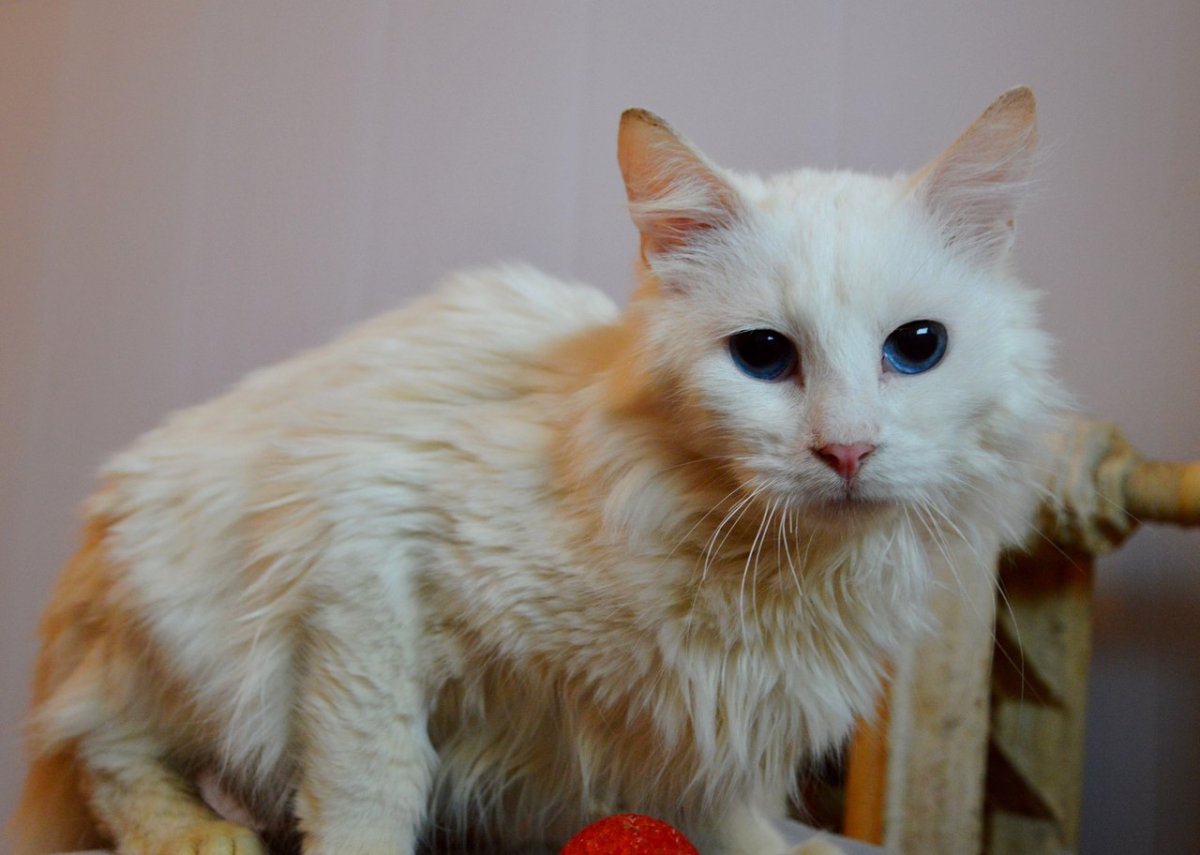 Египетская ангора