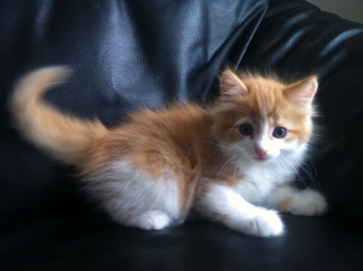 Турецкий Ван длинношерстный полосатый