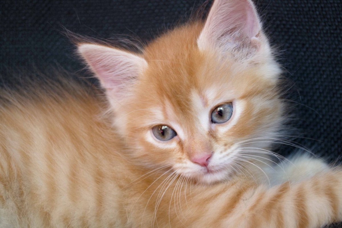 Ангора котенок рыжий