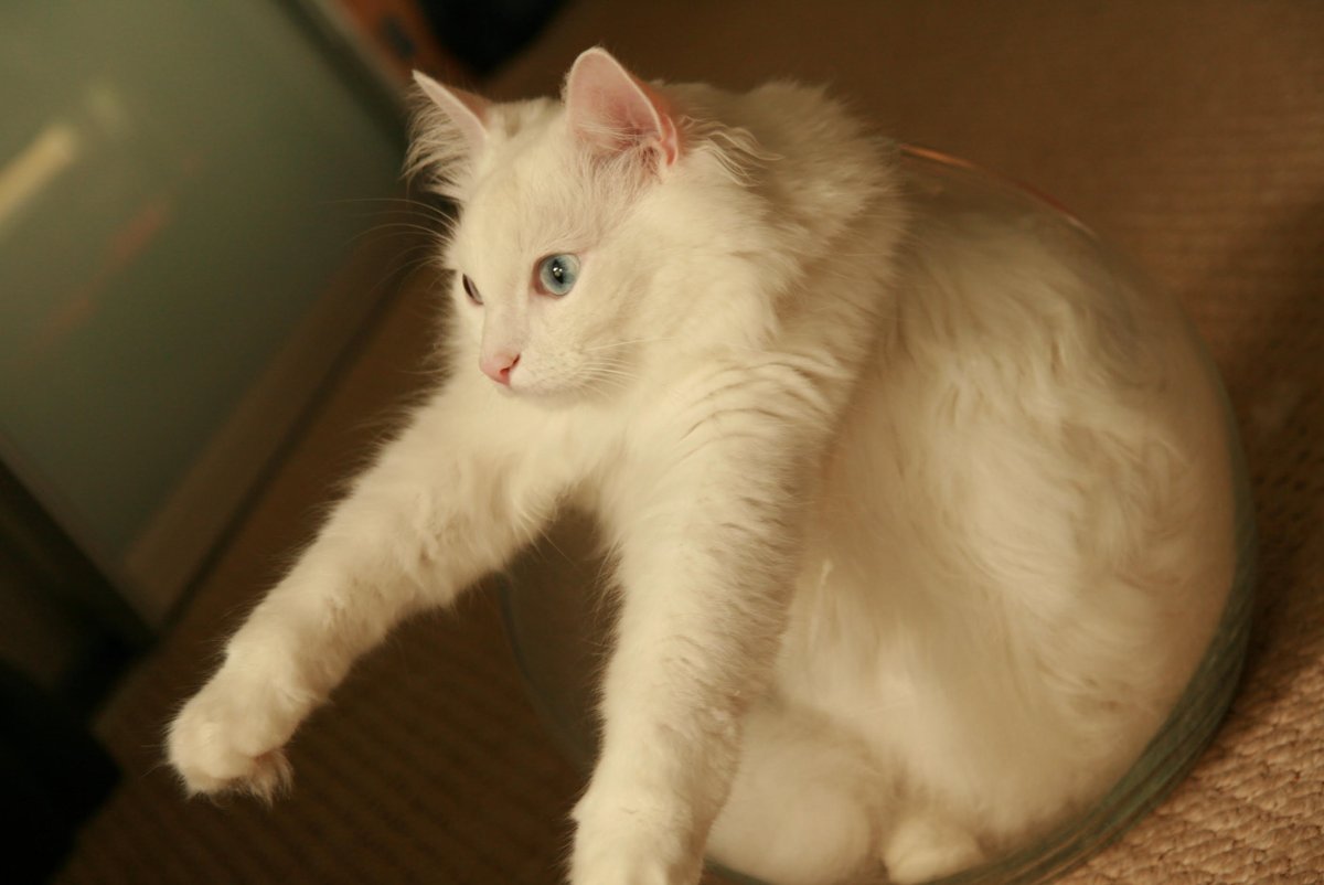 Турецкая ангора короткошерстная