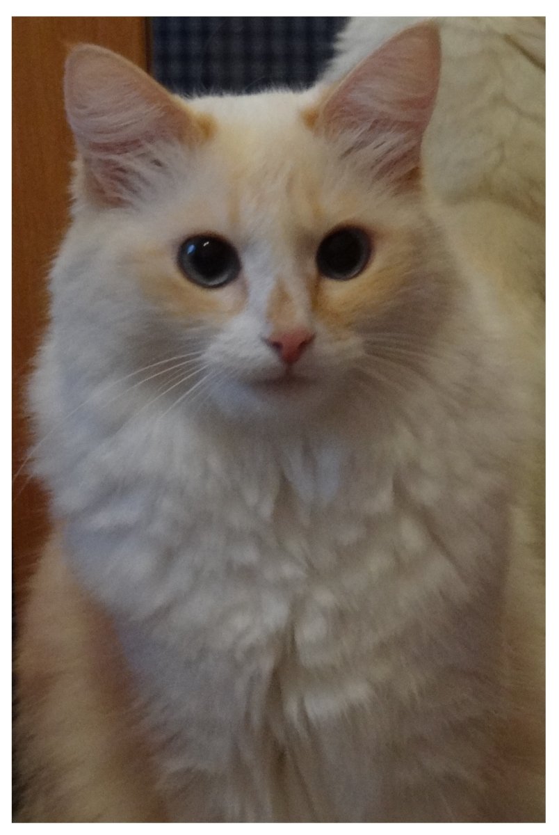 Турецкая ангора кошка рыжая