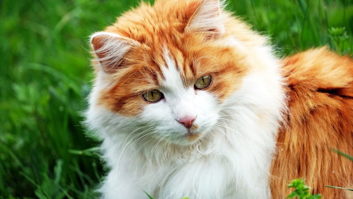 Белая ангора кошка с голубыми глазами порода