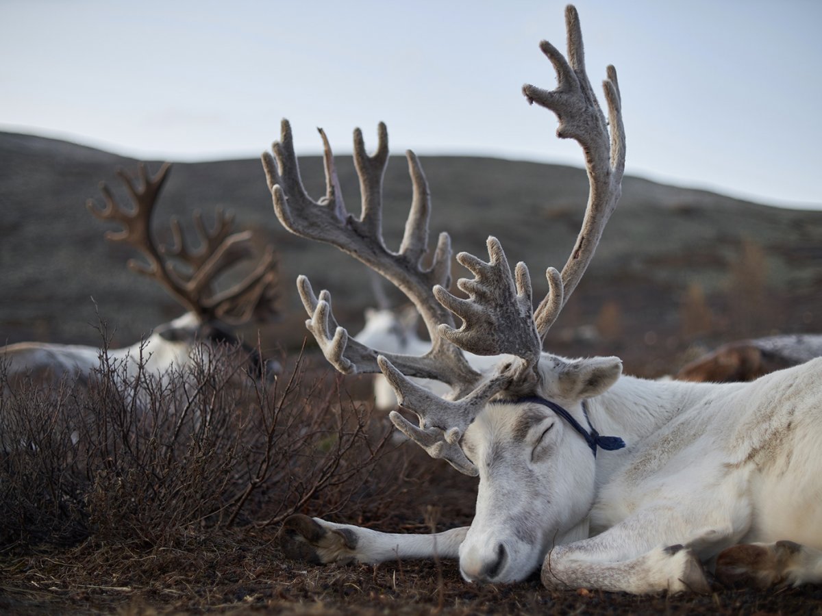 Олененок спит