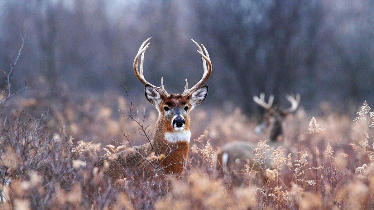 Якутия олени